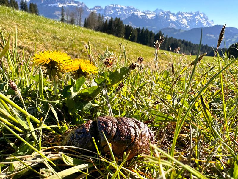 Les selles indiquent la santé du chien